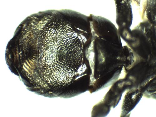 Osmia sp.